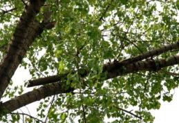 Un angajat al Primăriei Iași a fost găsit mort într-o pădure