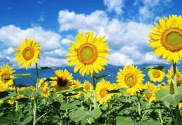 Vreme caniculară în unele regiuni. Prognoza meteo pe trei zile