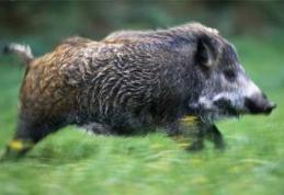 Porcii mistreţi distrug din nou culturile din Hilişeu-Horia, Cristinești, Suharău şi Pomârla