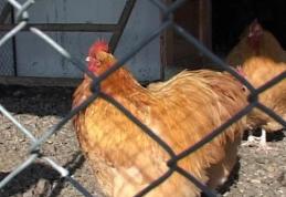 Poliţiştii dorohoieni au identificat şi reţinut autorul mai multor furturi de păsări