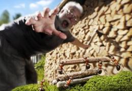 Imaginea mică de lângă noi, ne cheamă la o anumită STARE ! - FOTO