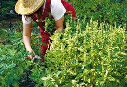 Beneficiile busuiocului: medicamentul-miracol din natura trateaza boli grave