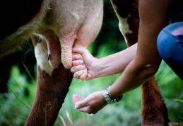 Ţăranii nu vor mai putea vinde în pieţe laptele muls cu mâna