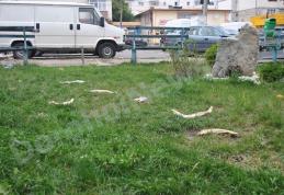 Primim la redacţie: Fosilele unor animale „preistorice”, descoperite în punctul ZERO al Dorohoiului - FOTO