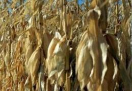 Prinşi la furat de porumb ştiuleţi 