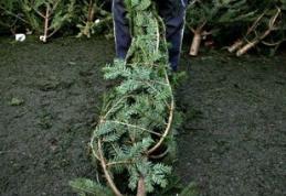 13 brazi de crăciun confiscaţi de politişţi