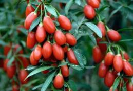 Grădina Verde vă informează: GOJI sau CĂTINA DE GARD (Lycium barbarum)