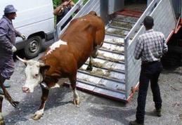 Transport ilegal de animale, depistat de poliţiştii botoșăneni 