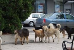 Uniunea Europeană este de acord cu eutanasierea maidanezilor din România