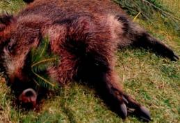 Masacru în pădurile din Botoșani. Au fost găsite capetele a 6 mistreți uciși de braconieri