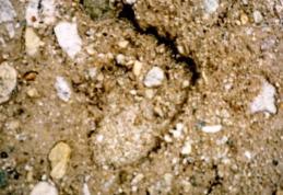 Cea mai plauzibilă dovadă că Yeti există. Vezi ce a descoperit un alpinist în Himalaya