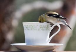 Idei ingenioase pentru casă. Refoloseşte cafeaua şi ceaiul de dimineaţă