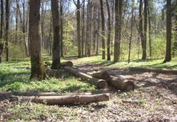 Pădurar ameninţat cu toporul de hoţii de lemne şi lăsat fără maşină