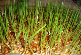 Grâul încolţit te apără de infecţiile respiratorii