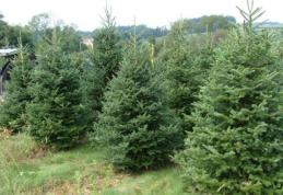 Anul acesta vom avea mai puțini brazi românești. Cât va costa pomul de Crăciun