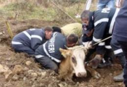 Vacă salvată de pompieri dintr-un canal