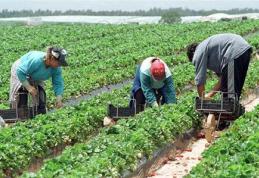 AJOFM Botoșani prezintă o ofertă de locuri de muncă în Spania