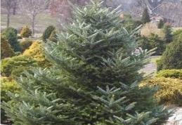 Grădina Verde vă informează: Bradul corean