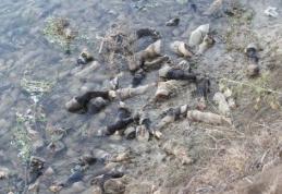 Două abatoare din Darabani controlate astăzi, după ce s-au găsit copite de cal malul râului Siret