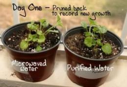 Experimentul uluitor făcut de o fetiţă. Nu vei mai folosi cuptorul cu microunde