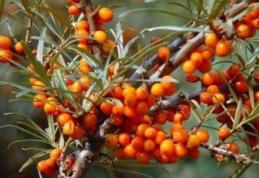 Grădina Verde vă informează: Despre cultivarea cătinei albe (Hippophae rhamnoides)