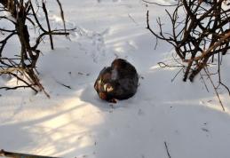 Primim la Redacţie: În Cartierul Plevna din Dorohoi, gunoiul se aruncă în tufiş