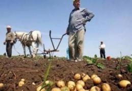 Producătorii de cartofi afectați de dăunători vor primi ajutor de stat
