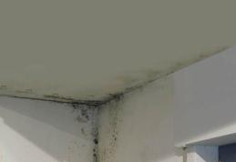 Dusmanul din umbră al sănătătii noastre, mucegaiul 