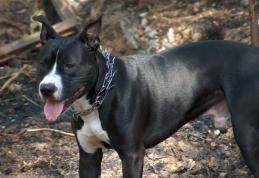 Ordonanță de Urgență - Câinii agresivi trebuie declarați la Poliție