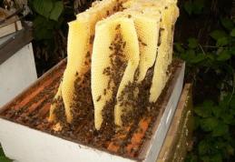 Ingredientul care transformă mierea într-un super-medicament