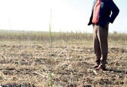 Taxa pe pârloagă, de zece ori mai mare decât impozitul pe terenul lucrat