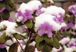 Prognoza meteo: Vin ninsorile!