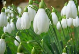 Vine primăvara! Vreme frumoasă şi temperaturi ridicate. Vezi prognoza pentru 10 – 23 martie