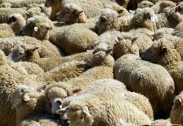 Oi furate din stână 