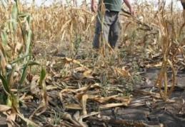 Marcel Chelaru, primarul Suharăului, cere despăgubiri pentru culturile distruse de mistreţi