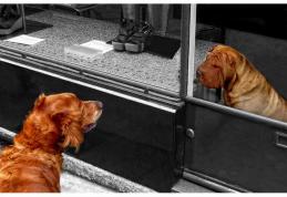 Înscrieri pentru Salonul Fotografic Internaţional „EUROFOTOART”, ediția a VI-a - 2014 - FOTO