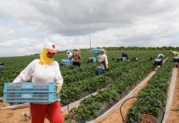 O femeie a murit în Spania, după o săptămână epuizantă la cules de căpșuni