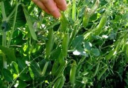 AJOFM: 50 de locuri de muncă pentru culegători de mazăre în Danemarca și Portugalia. Vezi detalii!