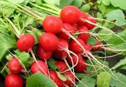 Ridichile - beneficii pentru sănătate cu efect imediat