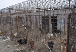 Proiect de gestionare a cainilor fara stapan