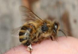 Ce trebuie să faci atunci când te înțeapă o albină. Iată care sunt primii pași