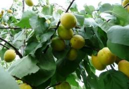 Caz incredibil ! Un bătrân a pus curent electric pe gard pentru a-şi proteja zarzărele. Un copil s-a electrocutat