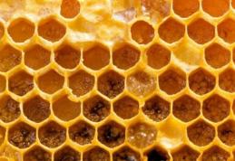 Aliment miraculos: De ce trebuie să încerci neapărat propolisul