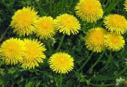 Păpădia, planta medicament. Ce afecțiuni poți trata și cum funcționează