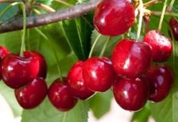 Câteva motive ca să faci o cură cu cireșe