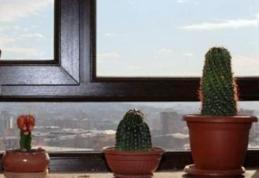 Vampiri energetici. Ce plante îţi fac bine şi de care trebuie să te fereşti