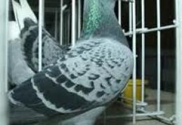 Muzeul de Stiinte ale Naturii Dorohoi organizeaza expozitie de porumbei 