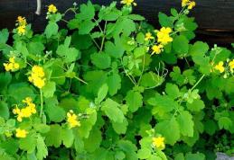 Planta care vindecă hepatita şi cancerul. Darul cerului, pentru 150 de afecţiuni 