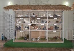 Dorohoi : „Columbofilia – tradiţie şi pasiune”, ediţia a IX-a