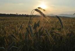 Porci mistreți găsiți morți lângă un lan de grâu din apropierea pădurii Braești